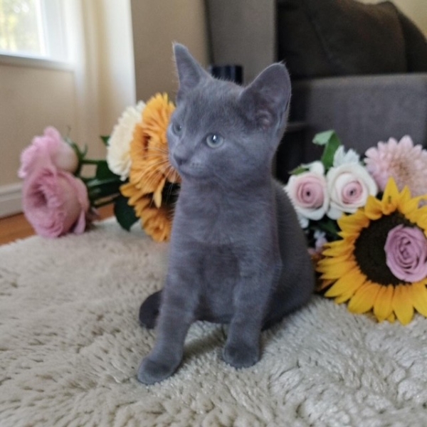 Cat & Dog Friendly Handtied