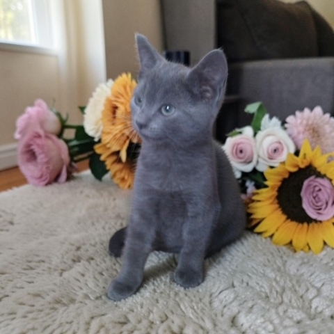 Cat & Dog Friendly Handtied